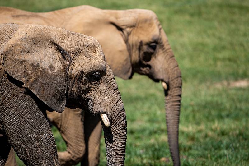 Sloni ve zlínské zoologické zahradě Lešná, 11. srpna 2022