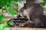 Zoo Zlín odchovala mládě tapíra jihoamerického po dlouhých 34 letech