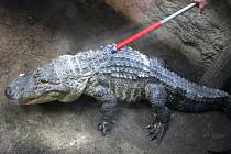 Stěhování aligátora amerického do tropické haly v ZOO Lešná.