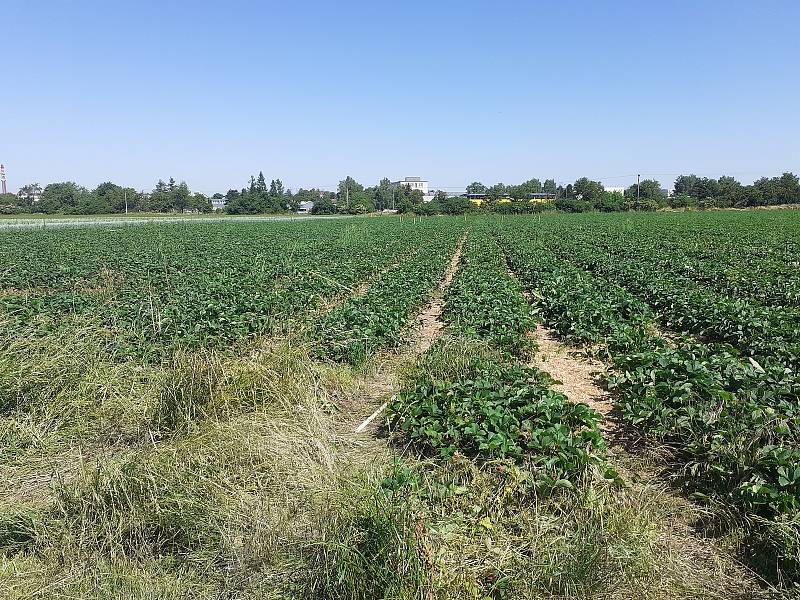 Samosběr jahod na Jahodové farmě v Holešově.