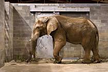 Příjezd sloního samce Jacka do zlínské zoo; úterý 5. září 2023