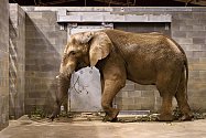Příjezd sloního samce Jacka do zlínské zoo; úterý 5. září 2023