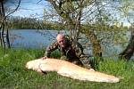 Otrokovický rybář David Kruml si první květnový čtvrtek připsal na tamním Štěrkovišti svůj životní úlovek - sumce albína o délce 188 centimetrů.