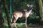 ZOO Lešná expozice Etiopie. Kudu velký