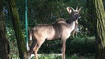 ZOO Lešná expozice Etiopie. Kudu velký