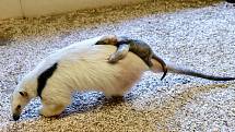 Mládě mravenečníka čtyřprstého ve zlínské zoo. Přišlo na svět 11. října 2020 a díky starostlivé péči samice Elišky zdárně prospívá.