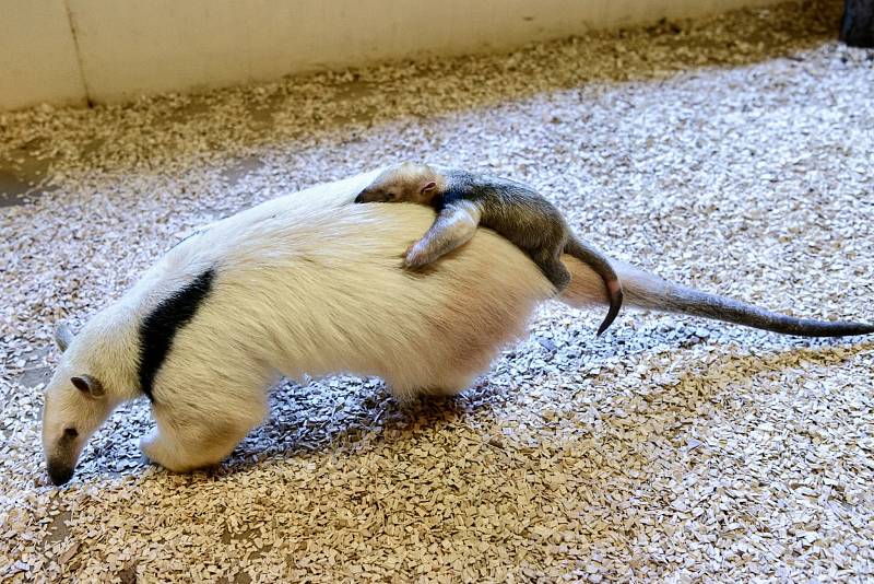 Mládě mravenečníka čtyřprstého ve zlínské zoo. Přišlo na svět 11. října 2020 a díky starostlivé péči samice Elišky zdárně prospívá.