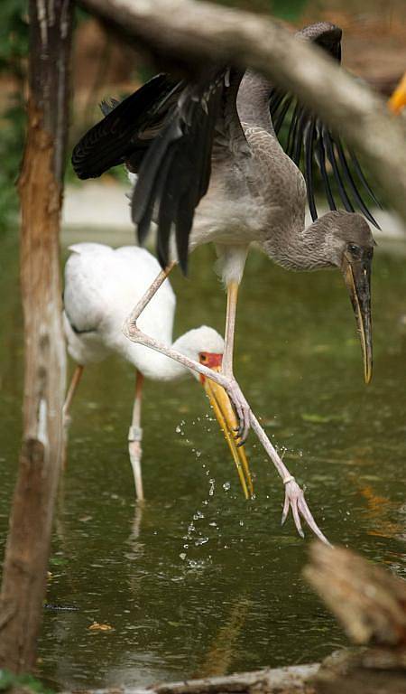 Zlínska zoo v Lešné má nové přírustky – jsou jimi mláďata nesyta afrického.