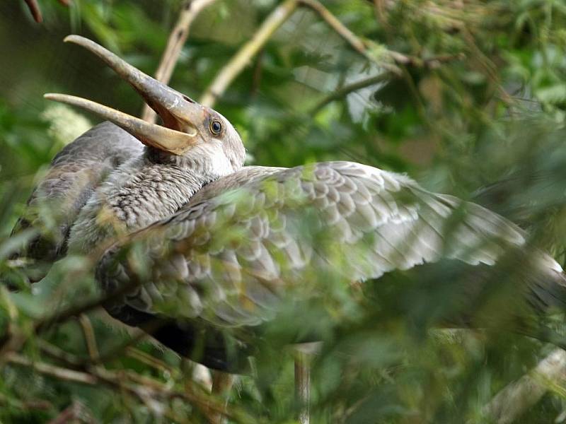 Zlínska zoo v Lešné má nové přírustky – jsou jimi mláďata nesyta afrického.