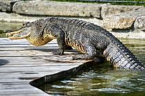 Do venkovní nádrže v blízkosti zámku Lešná přesunuli chovatelé dvě samice aligátora amerického.