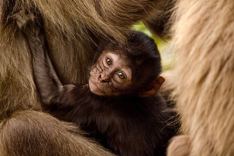 Početná tlupa dželad v Zoo Zlín se rozrostla. Narodila se hned dvě mláďata. Září 2021