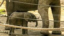 První mládě slona afrického v Česku se narodilo v neděli 6. června o půl osmé ráno v Zoo Zlín.