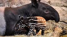 Malý sameček tapíra čabrakového jménem Coffee s matkou Nadirou ve zlínské zoo.