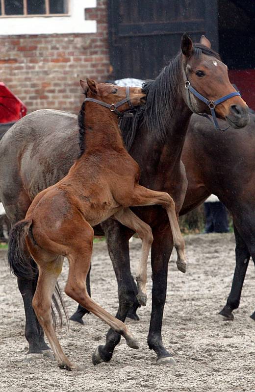 Hříbata a klisny ve výběhu v hřebčíně v Napajedlích.