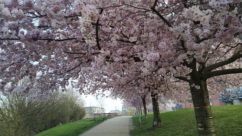 Kvetoucí stromy ve Zlíně