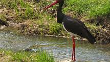 Čáp černý (Ciconia nigra), Fryštácký potok u Januštice 31. 3. 2020