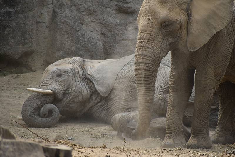 Veřejnost poprvé spatřila nově narozené mládě slona afrického. ZOO Lešná, Zlín.