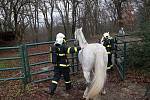 Výjimečné cvičení absolvovali ve čtvrtek 10. prosince krajští hasiči ve Zlíně. Přímo v areálu zoo Lešná zkoušeli evakuovat pavilon koní a ptactva, který zasáhl simulovaný požár.