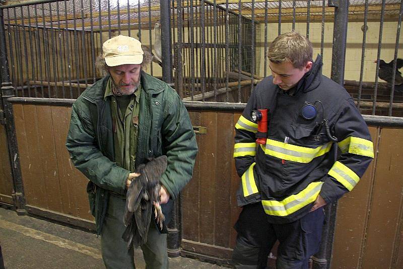 Výjimečné cvičení absolvovali ve čtvrtek 10. prosince krajští hasiči ve Zlíně. Přímo v areálu zoo Lešná zkoušeli evakuovat pavilon koní a ptactva, který zasáhl simulovaný požár.