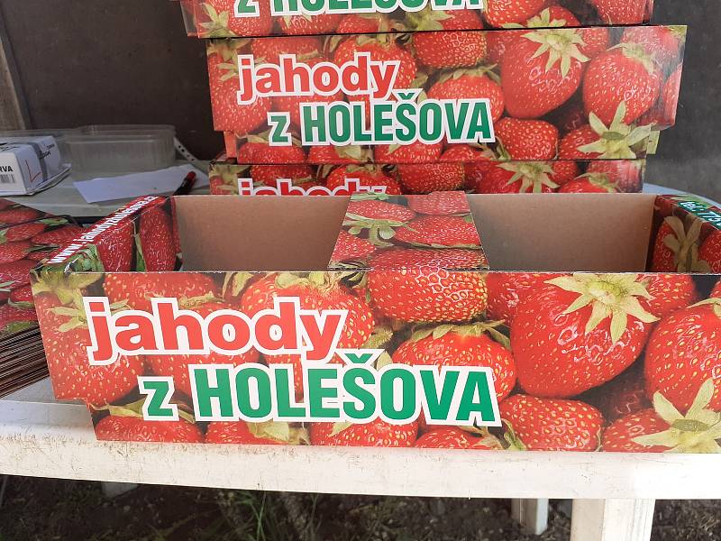 Samosběr jahod na Jahodové farmě v Holešově.