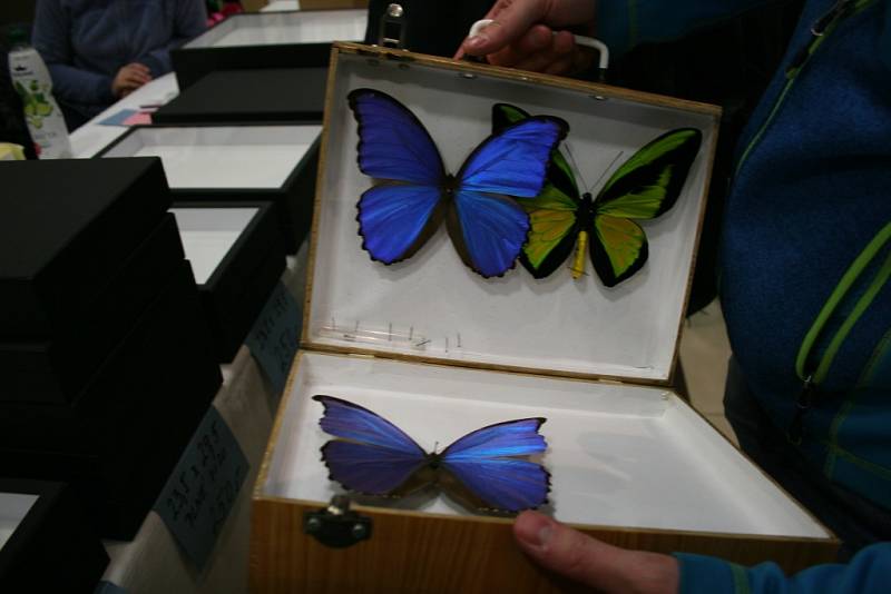 49. Mezinárodní entomologická výstava a výměnné dny v otrokovické Besedě.