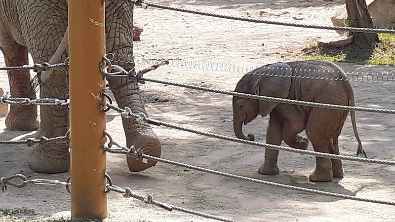 První africké slůně v Česku se narodilo v Zoo Zlín, 11. června 2021