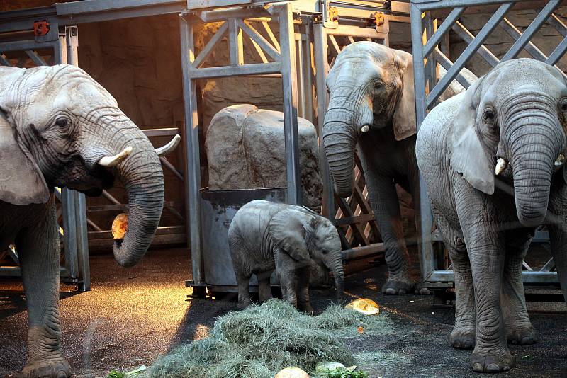 Oslava 6 ti měsíců slůněte afrického v ZOO Lešná ve Zlíně.