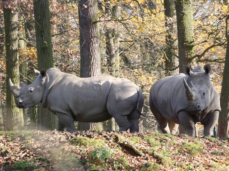 Nosorožec tuponosý se sluní v podzimním slunci v ZOO Lešná.