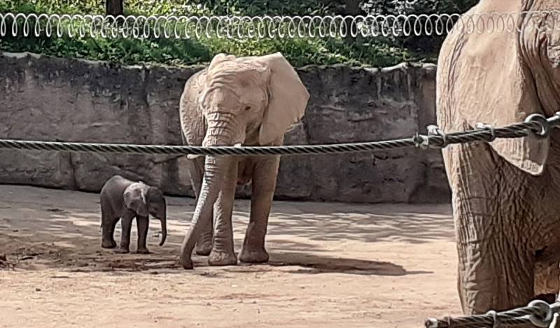 První africké slůně v Česku se narodilo v Zoo Zlín, 11. června 2021