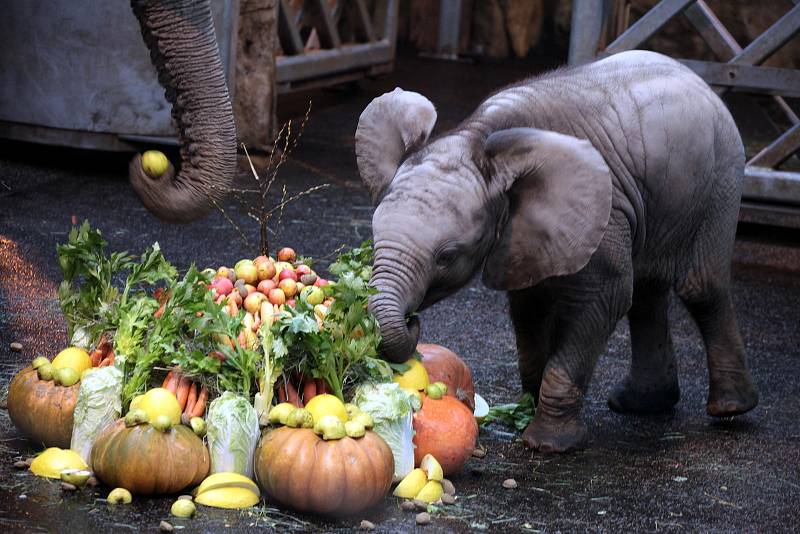 Oslava 6 ti měsíců slůněte afrického v ZOO Lešná ve Zlíně.