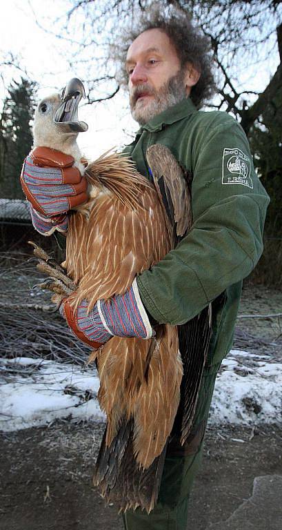 Zlínskou zoo v úterý 8. února opustil sup bělohlavý, kterého čeká cesta do volné přírody v bulharských horách.