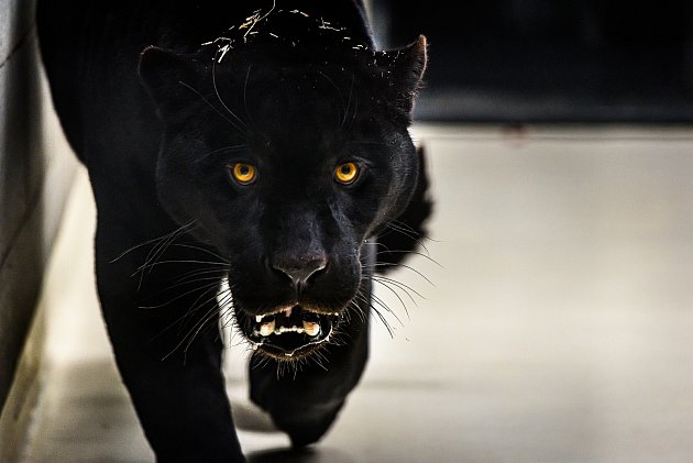Zlínská zoo se pyšní novým jaguárem. Černý krasavec se jmenuje Akabo