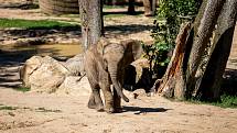 Sloni ve zlínské zoologické zahradě Lešná, 11. srpna 2022