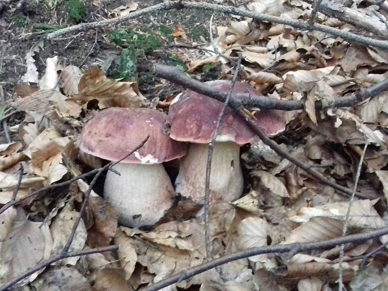 Od Jiřího Slámy z Pašovic na Slovácku. V okolí své vesnice chodí na hřiby již od jara. „V každé době - jaro, léto, podzim, rostou na jiném místě, ale rostou,“ říká vášnivý houbař ze Slovácka.