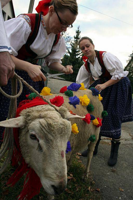 V Jasenné na Zlínsku se hody neobejdou bez vodění berana po vsi. Obnovenou tradici udržuje každoročně Valašský soubor Portáš.
