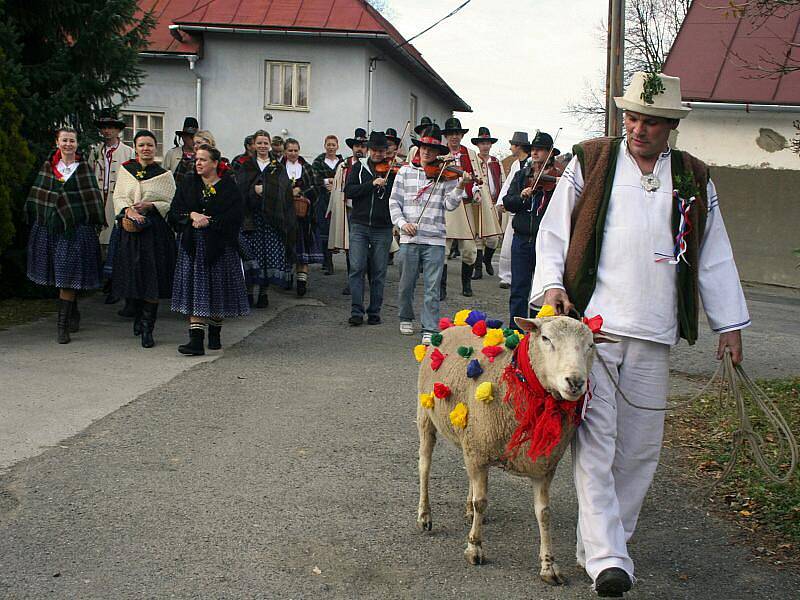 V Jasenné na Zlínsku se hody neobejdou bez vodění berana po vsi. Obnovenou tradici udržuje každoročně Valašský soubor Portáš.