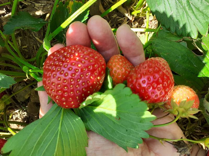 Samosběr jahod na Jahodové farmě v Holešově.