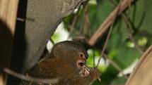 Kosman zakrslý, nejmenší opička na světě