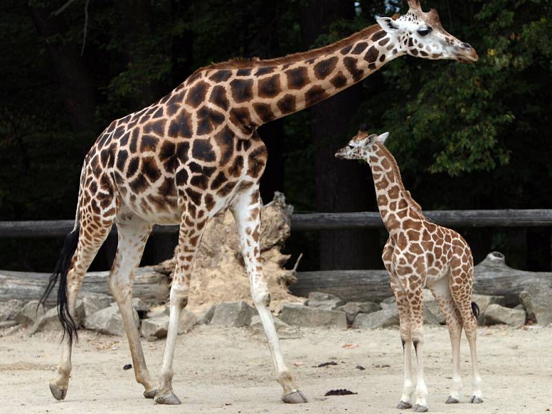 Zdravá silná krásná žena, to znamená jméno Ashanti, které vybrali návštěvníci zoo pro měsíční mládě žirafy Rothschildovy.