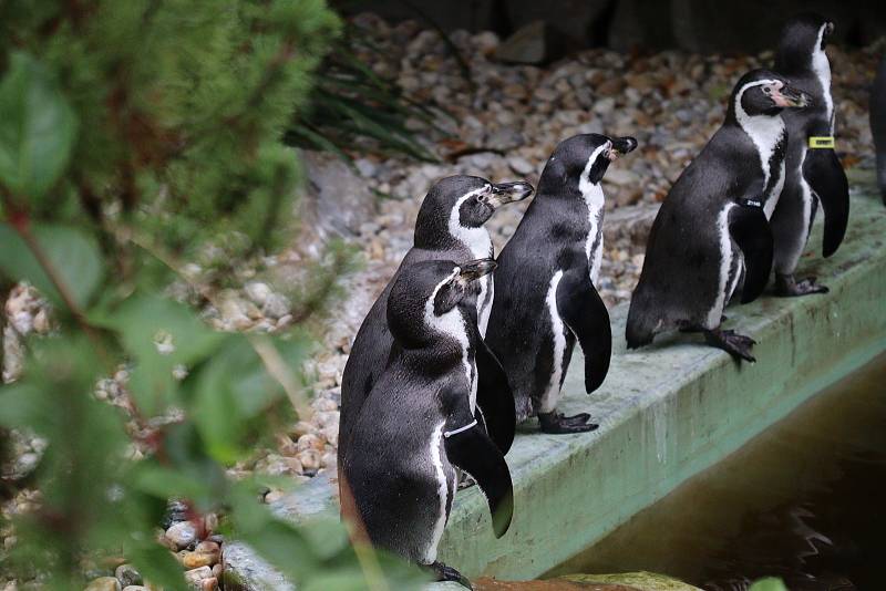 Zoo Zlín prožívá letos velmi úspěšnou sezónu.