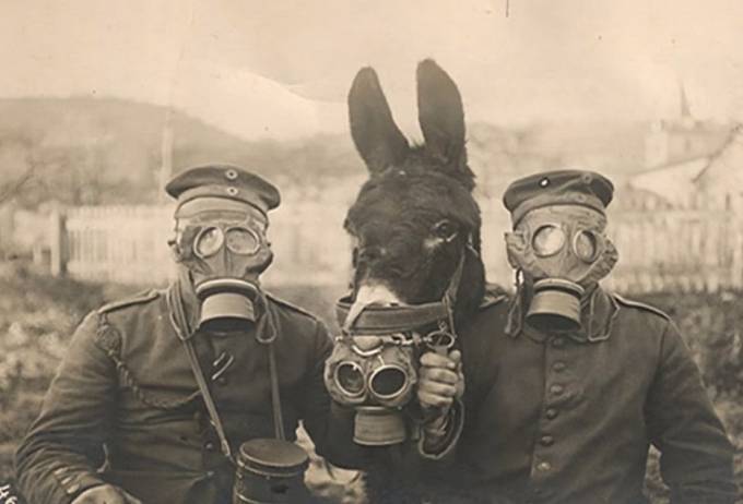 Plynové masky byly nejen pro lidi. 