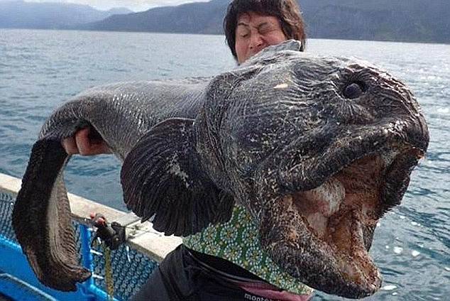 Ryba vyděsila svou neobvyklou velikostí.