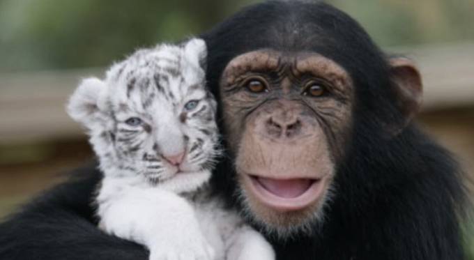 Joanna je šimpanzí samice, která přišla o mládě, Lola a Kurt jsou mláďata bílého tygra, která přišla o matku, přilnuli proto k sobě téměř okamžitě a Joanna pomáhá ošetřovatelce s vychováváním malých divokých koťat. 