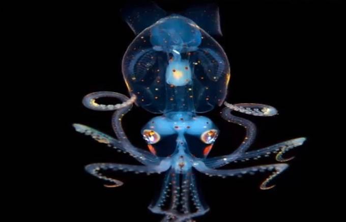 Další druh průhledné světélkující chobotnice.