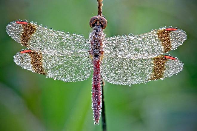 Nejkrásnější fotografie hmyzu.