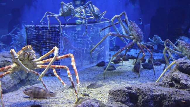 Krab pavoučí je druh kraba, který má dlouhé nohy a může dorůst až do velikosti dospělého člověka. Rozpětí jeho nohou je dokonce až 3 metry. 