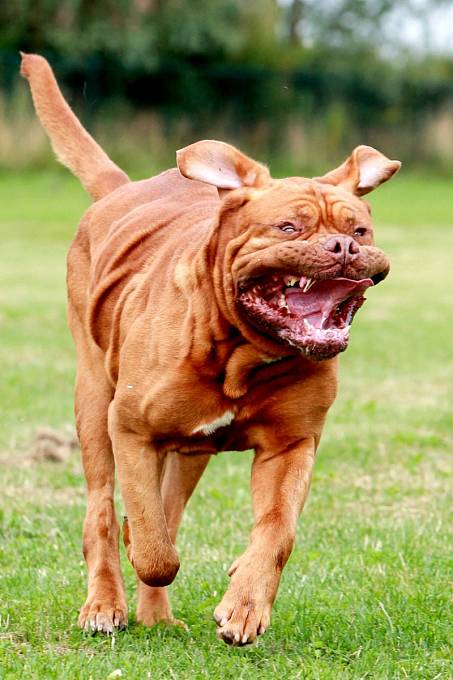 Božská fotka psa běžícího pro míček