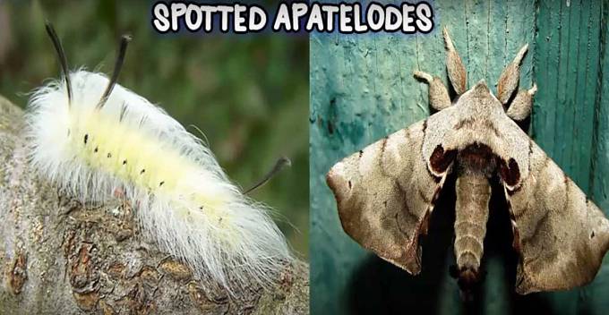 Spotted Apatelodes