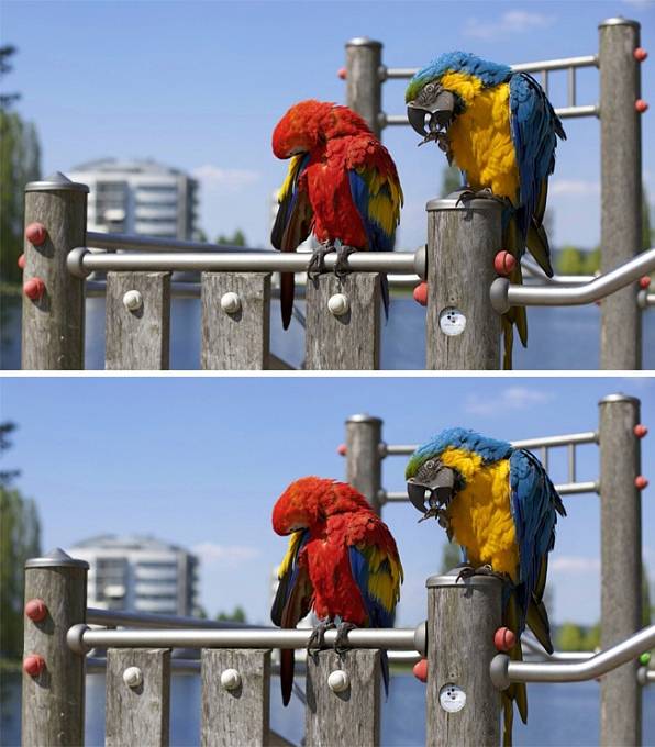 Fotky papoušků se liší ve 3 věcech. Objevíte je?