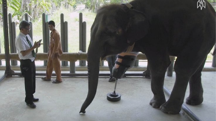 Handicapovaný slon byl z nové nohy nevýslovně šťastný.